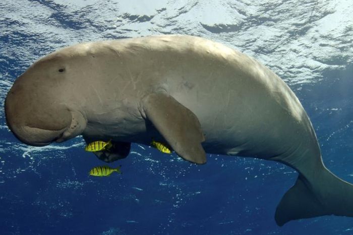 Bò biển Phú Quốc