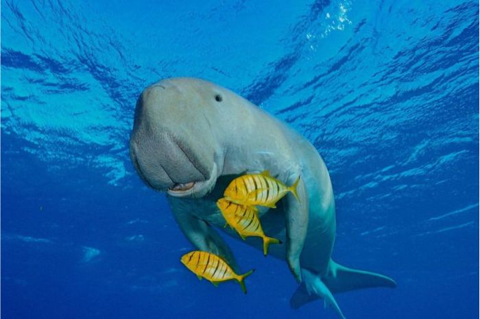 Bò Biển Phú Quốc