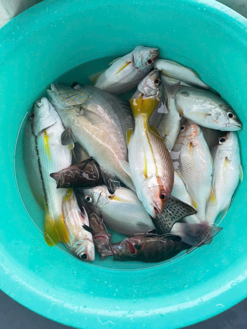 Đặt Tour Phú Quốc Giá Rẻ: Bí Quyết Du Lịch Thông Minh Và Trọn Vẹn