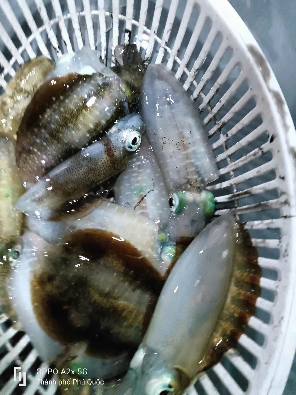 Kinh Nghiệm Đi Tour Câu Mực Đêm Cho Người Mới Tại Phú Quốc