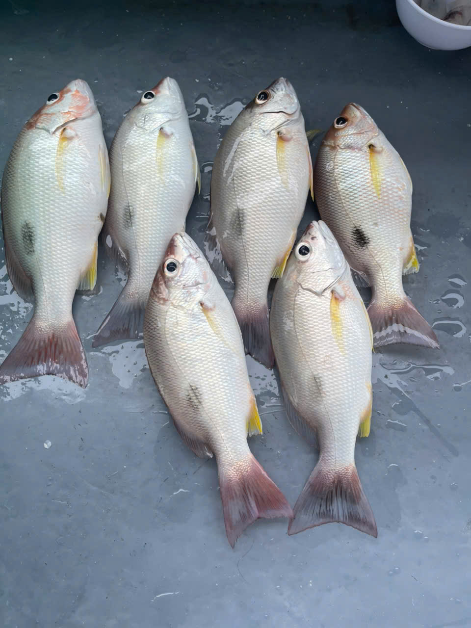 Ngắm Bình Minh Trên Biển Phú Quốc – Trải Nghiệm Đặc Biệt Trong Tour Câu Cá Lớn