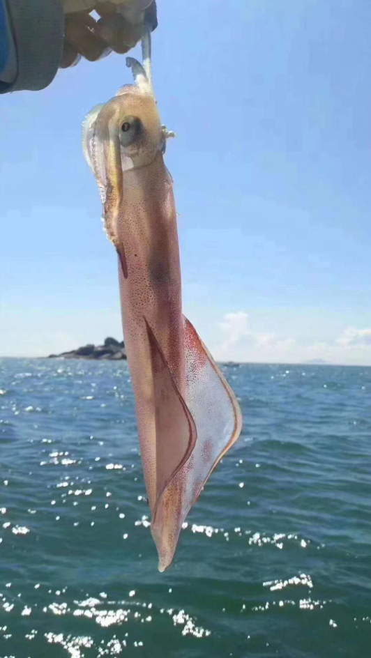 Tour Câu Mực Đêm Phú Quốc – Trải Nghiệm Câu Mực, Ăn Tối Giữa Đại Dương Đầy Thú Vị